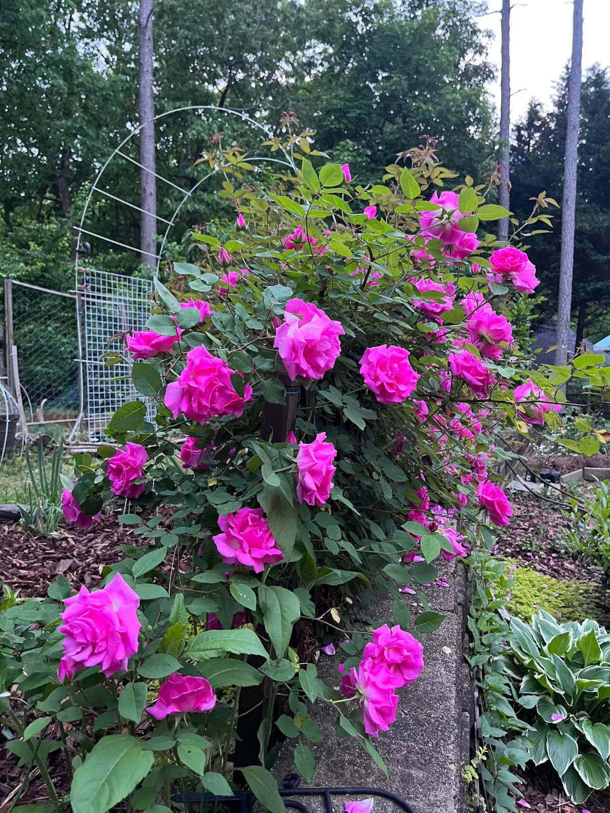 Zephirine Drouhin Rose Cuttings – 5 Unrooted Pink Climbing Rose Propagation Cuttings Rosa 'Zéphirine Drouhin'