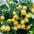 Yellow Abutilon Flowering Maple Starter Plant – Small Rooted Live Plant for Garden or Container Growing