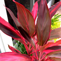 Hawaiian Ti Plant Logs, Red & Green Cordyline fruticosa, Tropical Foliage Plant Propagation Logs, Ornamental Indoor & Outdoor