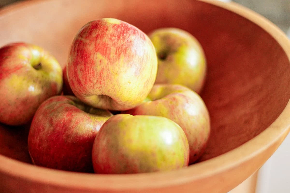 Honeycrisp Apple Scionwood 8 Inch Fresh Green Grafting Scions Malus domestica
