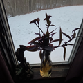 Purple Heart Plant Cuttings – 10 Unrooted Tradescantia pallida Trailing Houseplant, Purple Foliage, Propagation Ready