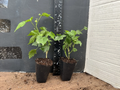 Pink Abutilon Flowering Maple Live Starter Plant – Small Rooted Ornamental Plant for Containers & Garden