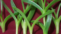 Ice Plant Cuttings – 6 Live Unrooted Delosperma Succulent Stems, 3 to 4 Inch Coastal Pigface Groundcover