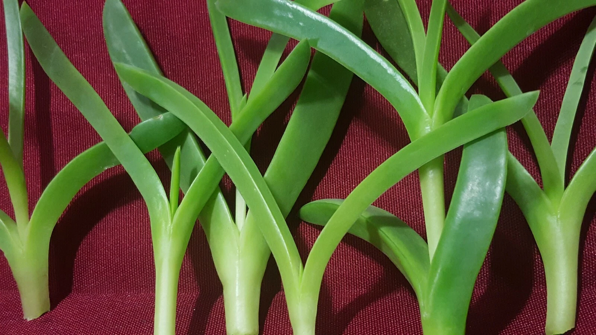 Ice Plant Cuttings – 6 Live Unrooted Delosperma Succulent Stems, 3 to 4 Inch Coastal Pigface Groundcover