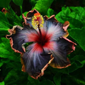 Hibiscus moscheutos Cuttings – 7 Live Unrooted Rose Mallow Hardy Hibiscus Starter Plants, Malvaceae Perennial