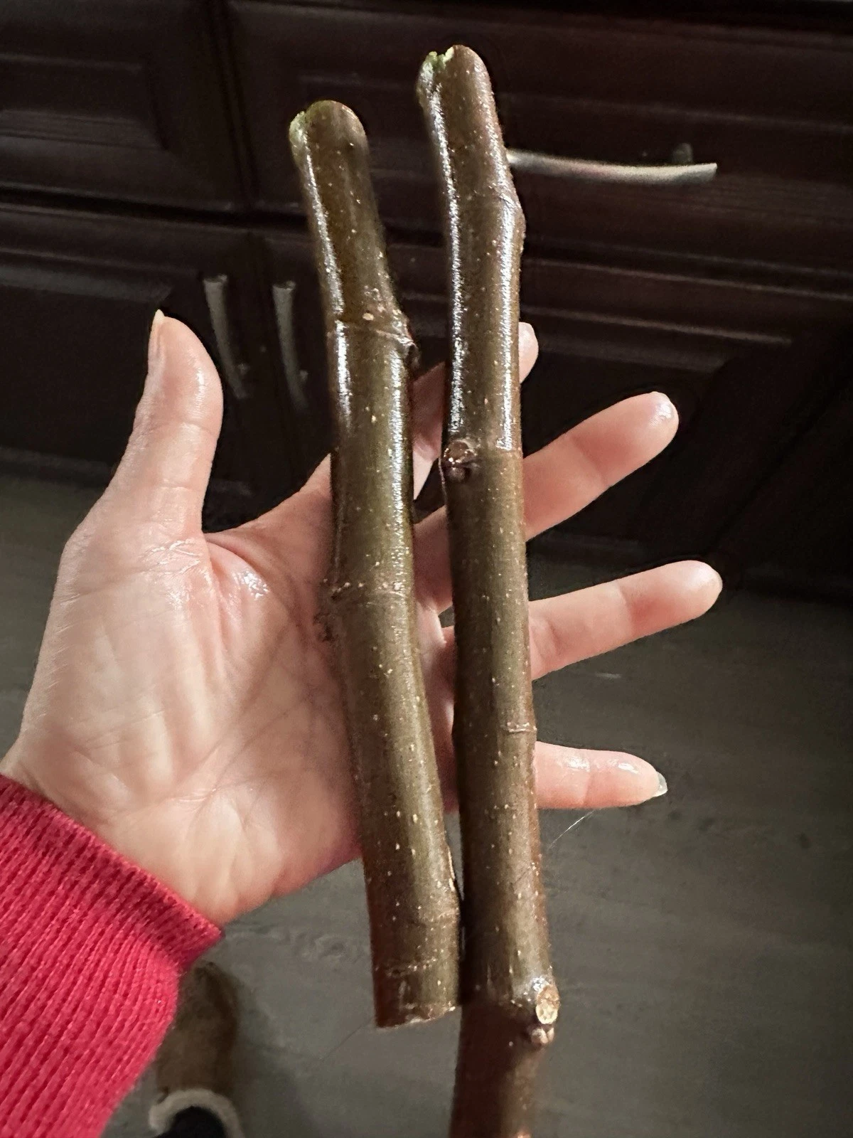 Black Madeira Fig Tree Cuttings - 2 Unrooted Cuttings 6 Inch+, 3 Buds Each, Ficus carica Propagation