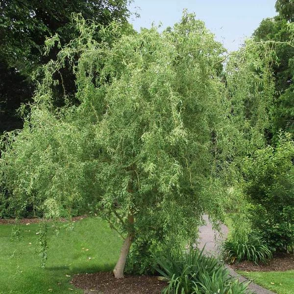 Corkscrew Willow Cuttings – 50 Live 8–12 Inch Salix matsudana Tortuosa Propagation Planting