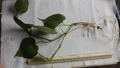 Heart Leaf Philodendron Bare Root Plant with 3 Trailing Vines – Green, Indoor Houseplant, Philodendron hederaceum