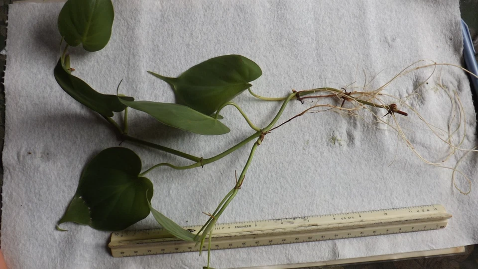 Heart Leaf Philodendron Bare Root Plant with 3 Trailing Vines – Green, Indoor Houseplant, Philodendron hederaceum