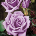 Blue Girl Rose Cuttings – 3 Unrooted 6 Inch Rosa Hybrid Shrub Cuttings
