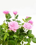 Miniature Pink Rose Bush Live Starter Plant in 2-Inch Pot, Compact Flowering Rose Rosa spp.