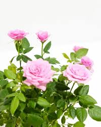 Miniature Pink Rose Bush Live Starter Plant in 2-Inch Pot, Compact Flowering Rose Rosa spp.