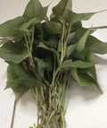 Purple Sweet Potato Slips – 10 Live Unrooted Cuttings for Planting, Ipomoea Batatas Starter Plants for Garden