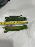 Epiphyllum Cuttings Mix - Queen of the Night Cactus Propagation Set of 10 - Epiphyllum oxypetalum & hookeri