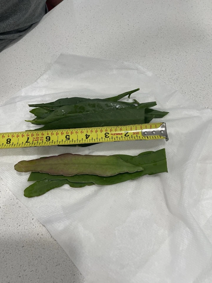 Epiphyllum Cuttings Mix - Queen of the Night Cactus Propagation Set of 10 - Epiphyllum oxypetalum & hookeri