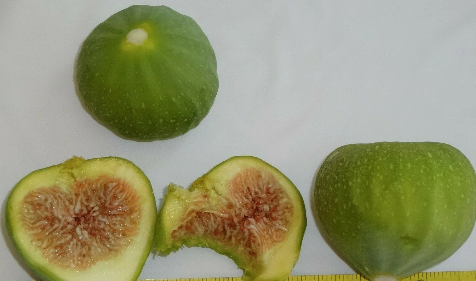 Green Ischia Fig Tree Cuttings – 3 Unrooted Ficus Carica Propagation Cuttings for Garden or Container Growth