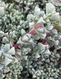 Oscularia Deltoides Cuttings – 3 Unrooted Succulent Propagation Cuttings, Blue-Green Triangular Leaves, 4–6 Inches