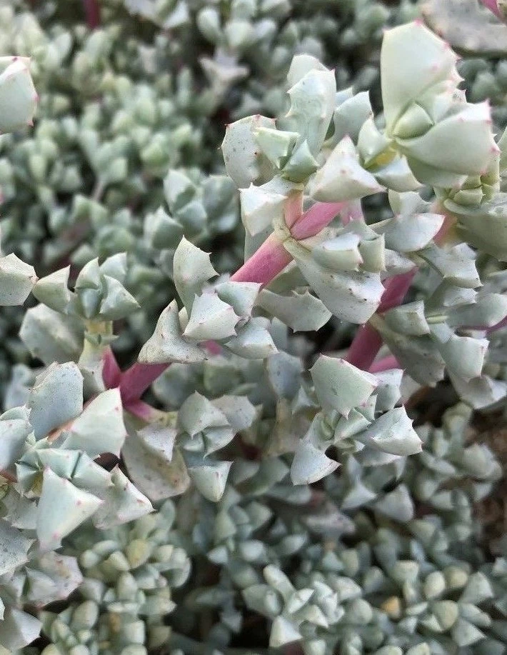 Oscularia Deltoides Cuttings – 3 Unrooted Succulent Propagation Cuttings, Blue-Green Triangular Leaves, 4–6 Inches