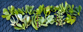 Jade Succulent Cuttings Set – 20+ Live Crassula Varieties for Propagation, Unrooted Jade Plant Clippings with Care Instructions