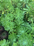 Unrooted Green Aeonium Succulent Cuttings – Aeonium arboreum Rosette Propagation Material for Indoor & Outdoor Growing