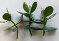 Unrooted Jade Plant Cuttings Set of 3 | Crassula ovata Succulents for Propagation Indoor Plant