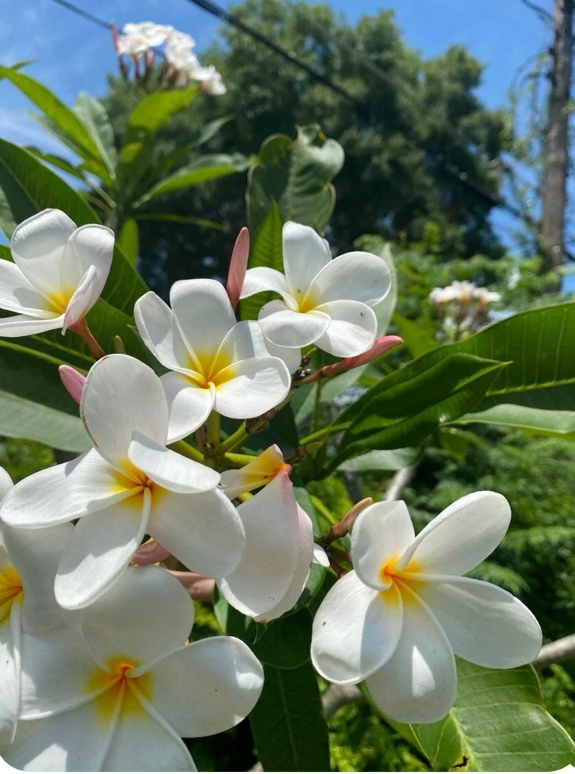 White Plumeria Frangipani Cutting - 6-8 Inch Unrooted Tropical Flowering Plant
