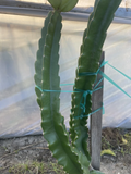 Robles Red Dragon Fruit Unrooted Cuttings for Propagation and Growing