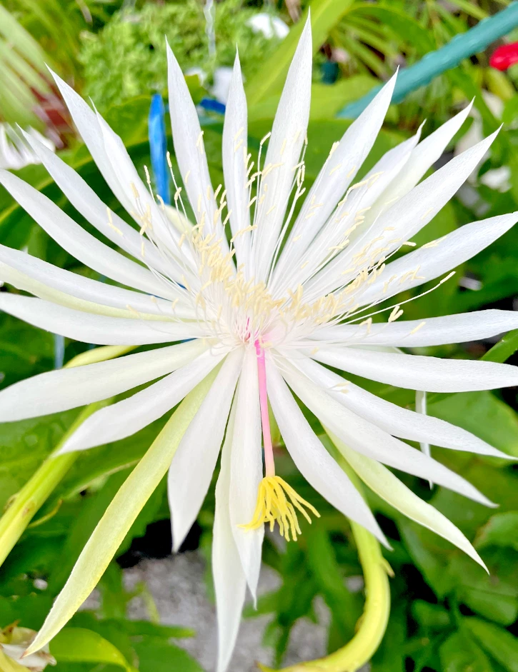 Night Blooming Cereus Rooted Plant – Epiphyllum oxypetalum in 4-Inch Pot, White Flowering Tropical Cactus