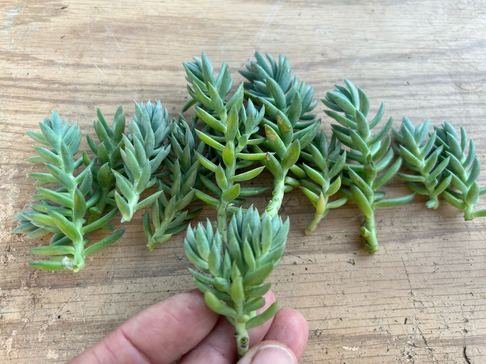 Blue Spruce Sedum Cuttings – 10 Unrooted Sedum reflexum Succulent Propagation Material