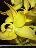 Cyc. Taiyhoung No.1 Orchid Bulb – Yellow Hybrid, Rooted Bare Root Live Orchid Plant for Potting or Mounting