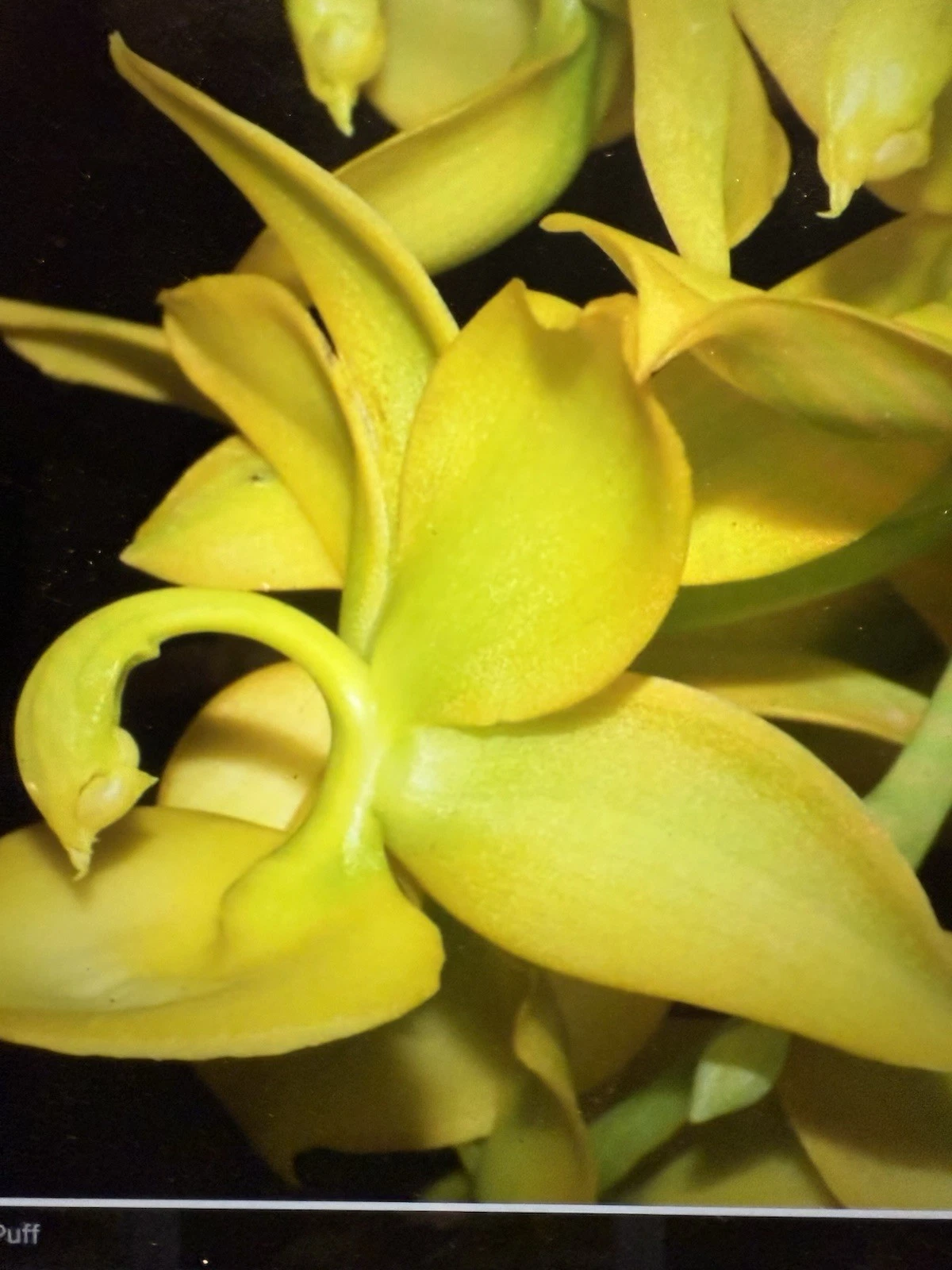 Cyc. Taiyhoung No.1 Orchid Bulb – Yellow Hybrid, Rooted Bare Root Live Orchid Plant for Potting or Mounting