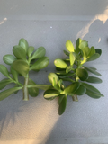 Jade Plant Cuttings – 2 Fresh Deep Green Succulent Propagation Crassula ovata
