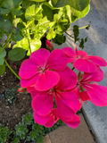 Hot Pink Ivy Geranium Cuttings, Pelargonium peltatum Unrooted Propagation Plants, Trailing Flowering Plant