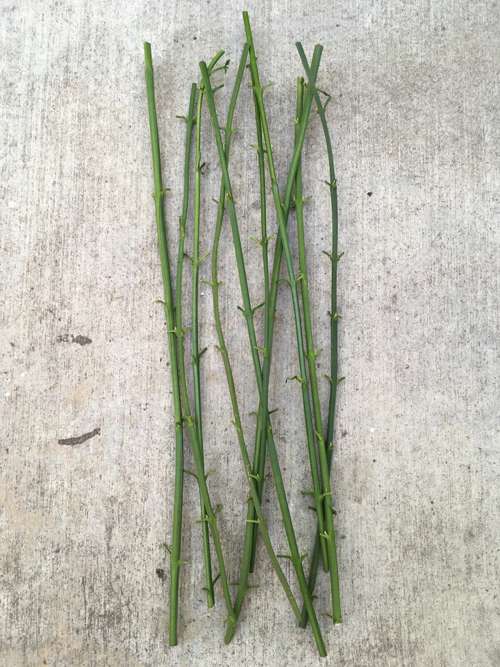 Winter Jasmine Cuttings – 10 Live 12 Inch Jasminum Nudiflorum Vine Shrub with Yellow Flowers