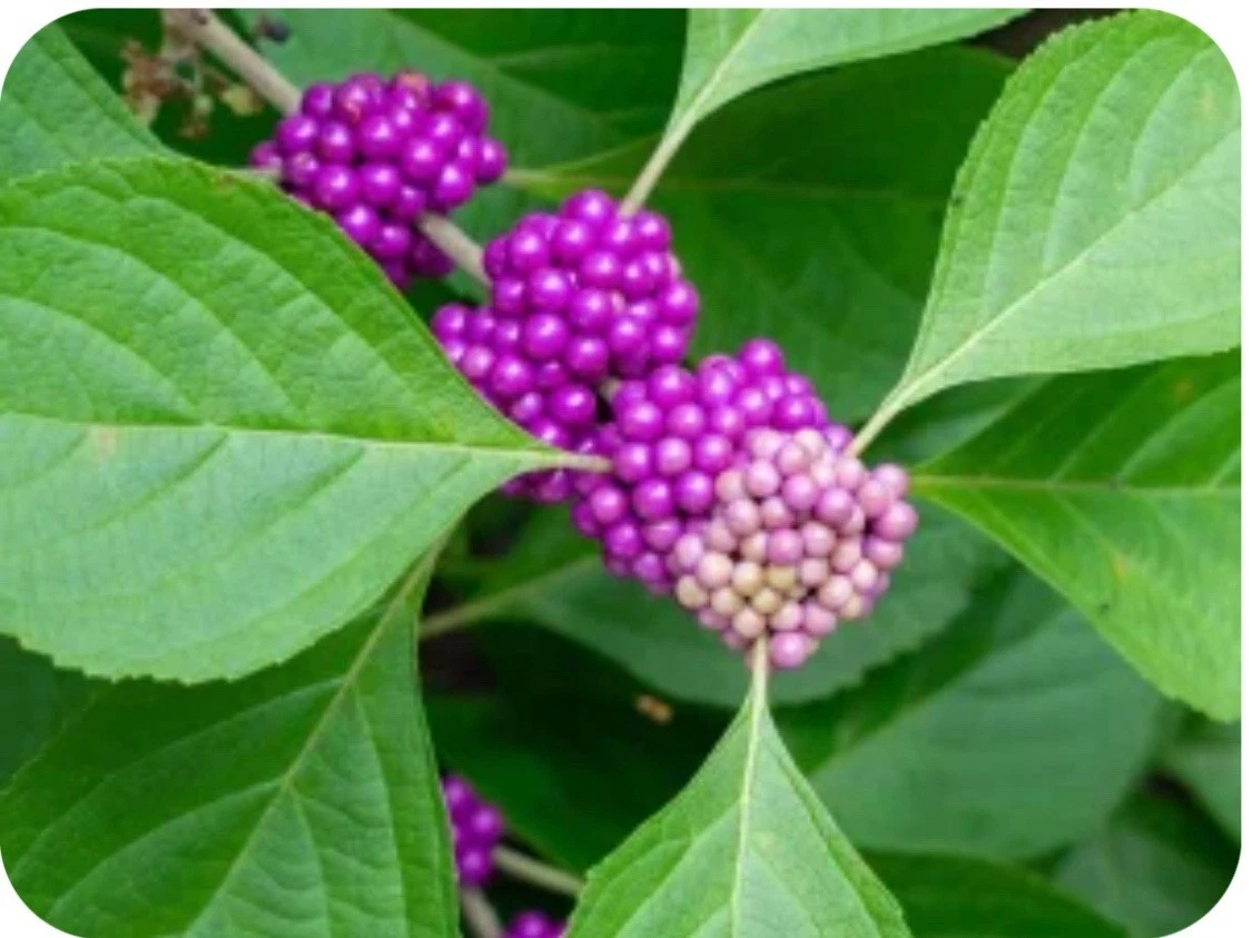 Beautyberry Bush Cuttings – 10 Unrooted Callicarpa spp. Clippings for Propagation, Deciduous Native Shrub, Garden Plant