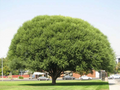 Globe Willow Tree Cuttings Set of 15 Unrooted Hardwood Pieces for Shade and Privacy