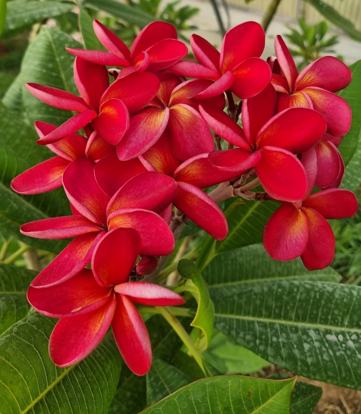 Thai Duke Plumeria Cutting - Unrooted Tip for Propagation, Frangipani Ornamental Tree, Garden or Container Planting
