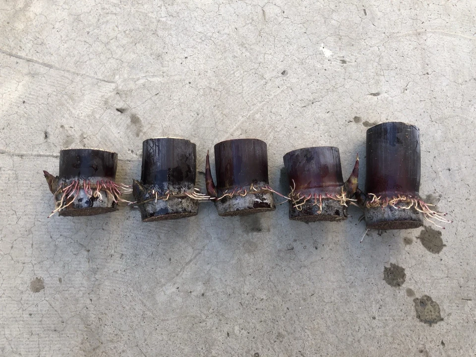 Dark Purple Sugarcane Rooted Cuttings Set of 5 | Saccharum officinarum Live Plants