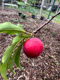Scarlet Beauty Plum Scion Cuttings for Grafting – Unrooted Fruit Tree Propagation, Fresh Prunus spp.