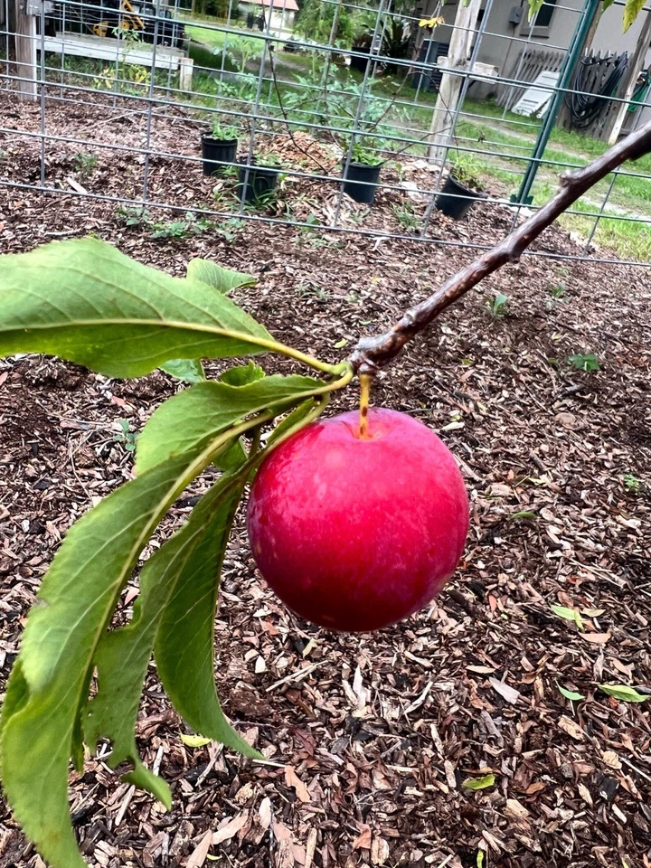Scarlet Beauty Plum Scion Cuttings for Grafting – Unrooted Fruit Tree Propagation, Fresh Prunus spp.