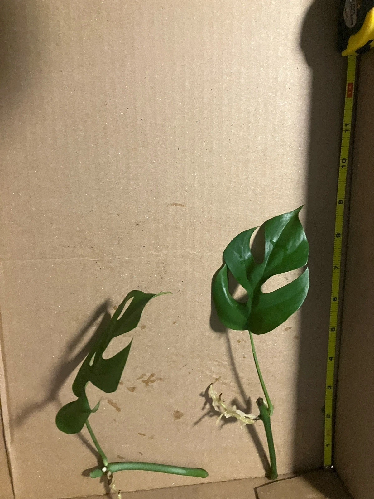 Mini Monstera Live Plants – Set of 2 Rhaphidophora Tropical Indoor Houseplants