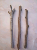 Fig Tree Cuttings 3 Pieces Unrooted Ficus carica Hardwood Propagation Grafting