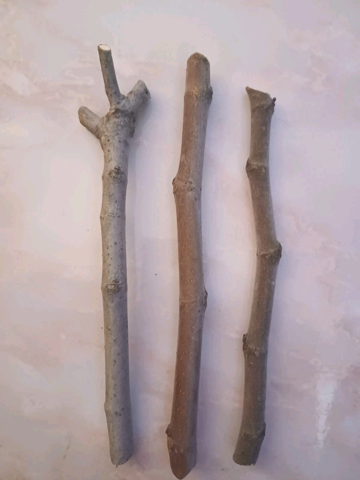 Fig Tree Cuttings 3 Pieces Unrooted Ficus carica Hardwood Propagation Grafting