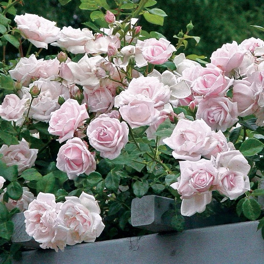 New Dawn Climbing Rose Cuttings Set of 6 - 6 Inch Unrooted Live Rose Stems for Propagation