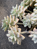Ghost Plant Succulent Cuttings – 3 Inch Unrooted Graptopetalum paraguayense Rosette Propagation