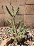 Tree Cholla Cactus Cutting – Cylindropuntia imbricata Live Unrooted Desert Cactus