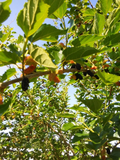 Mulberry Tree Cuttings – 5 Unrooted Morus Cuttings, 7–9 Inch Live Cuttings for Propagation