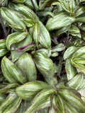 Tradescantia Zebrina ‘Red Gem’ Cuttings – 5 Unrooted Purple Red Trailing Houseplant Propagation Material