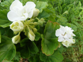 Americana White Zonal Geranium Cuttings – 5 Live Unrooted Pelargonium 4–5 Inch Cuttings