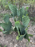 Opuntia Gomei Prickly Pear Cactus Pad Cuttings for Planting and Propagation, Hardy Ornamental Cactus, Full Sun, Well-Draining Soil